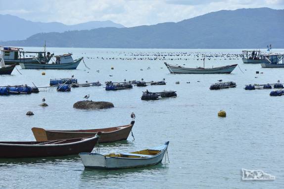 Muitas canoas e barcos na enseada de Gancho de Fora, em Governador Celso Ramos, litoral de Santa Catarina
